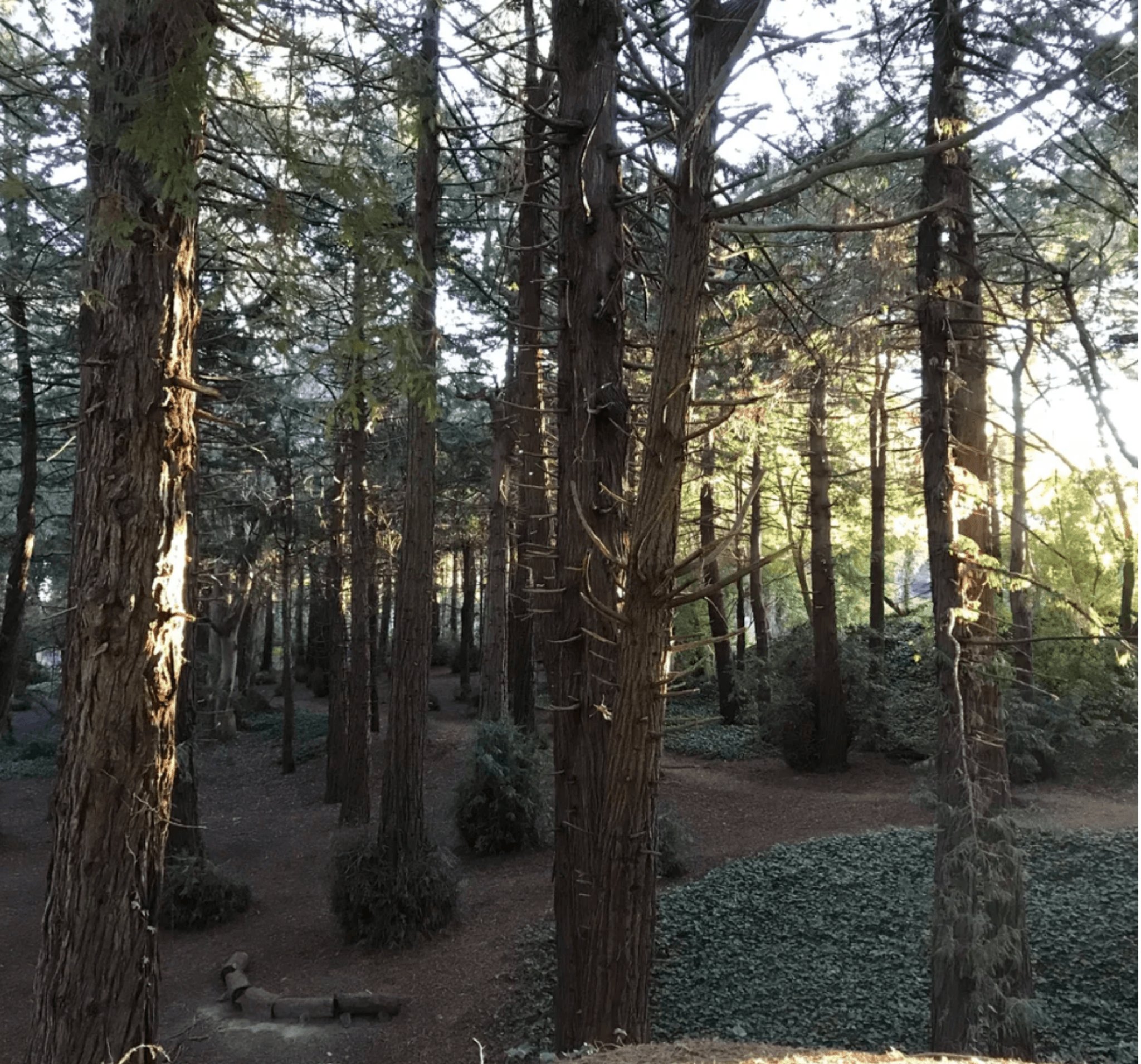 Redwoods original photo